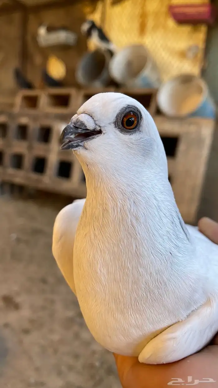 حمام مشكل و في غيره ازواج و فرايد 7