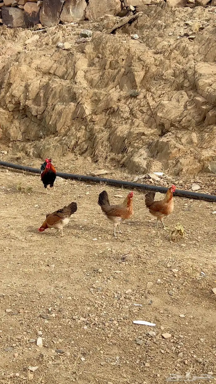 الديك انباع. وبيع الدجاج معلق 1