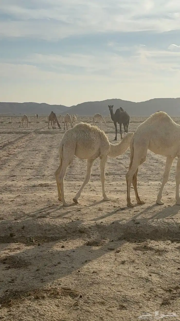 قعود تربيه 2