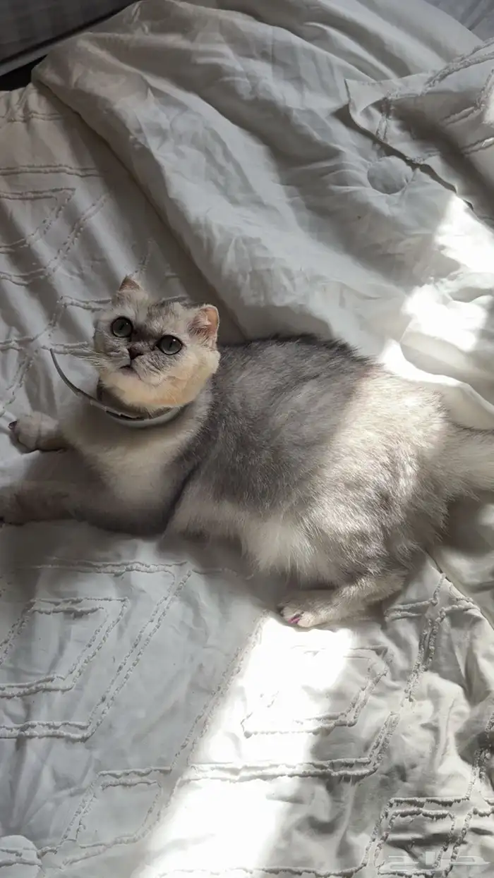 قطه سكوتش للتبني بيرو 2