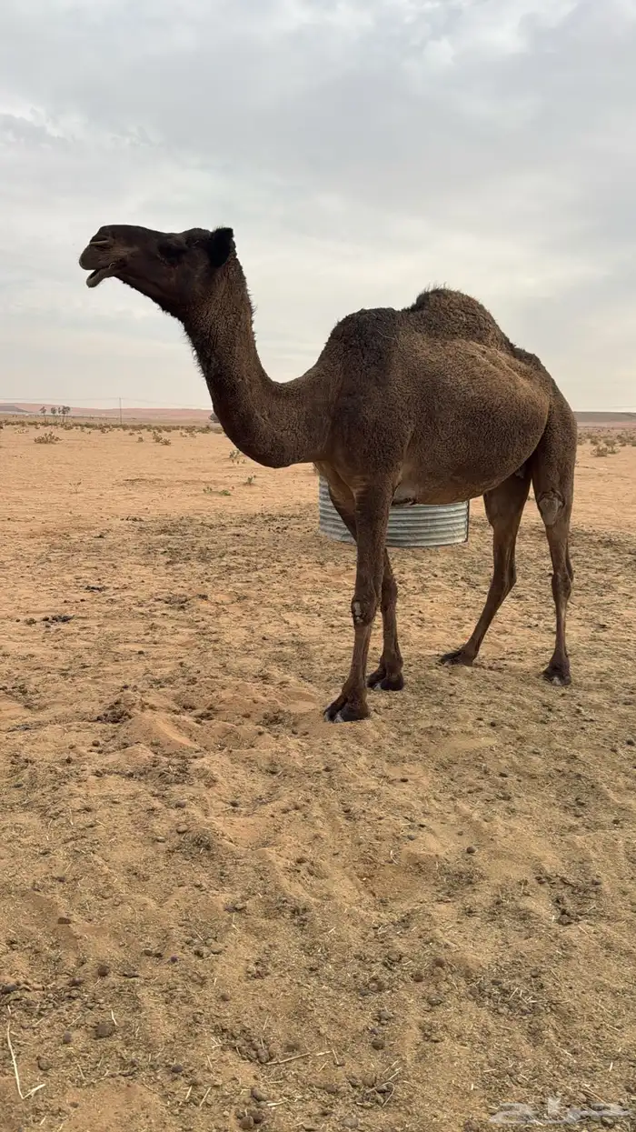 ناقه صفرا كفو لقحه 0