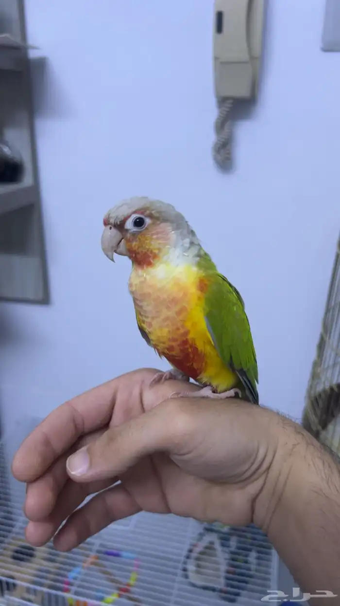 كنيور   اناناس رد فاكتور 3