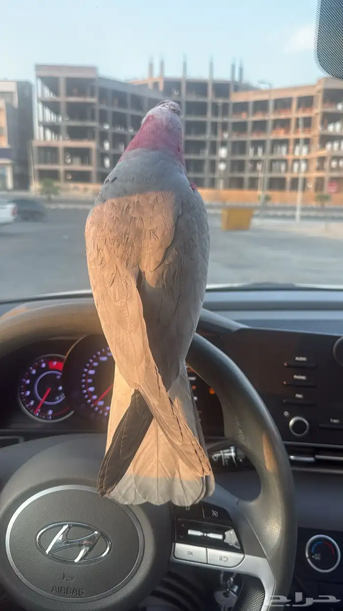 ببغاء كوكاتو قالا 0