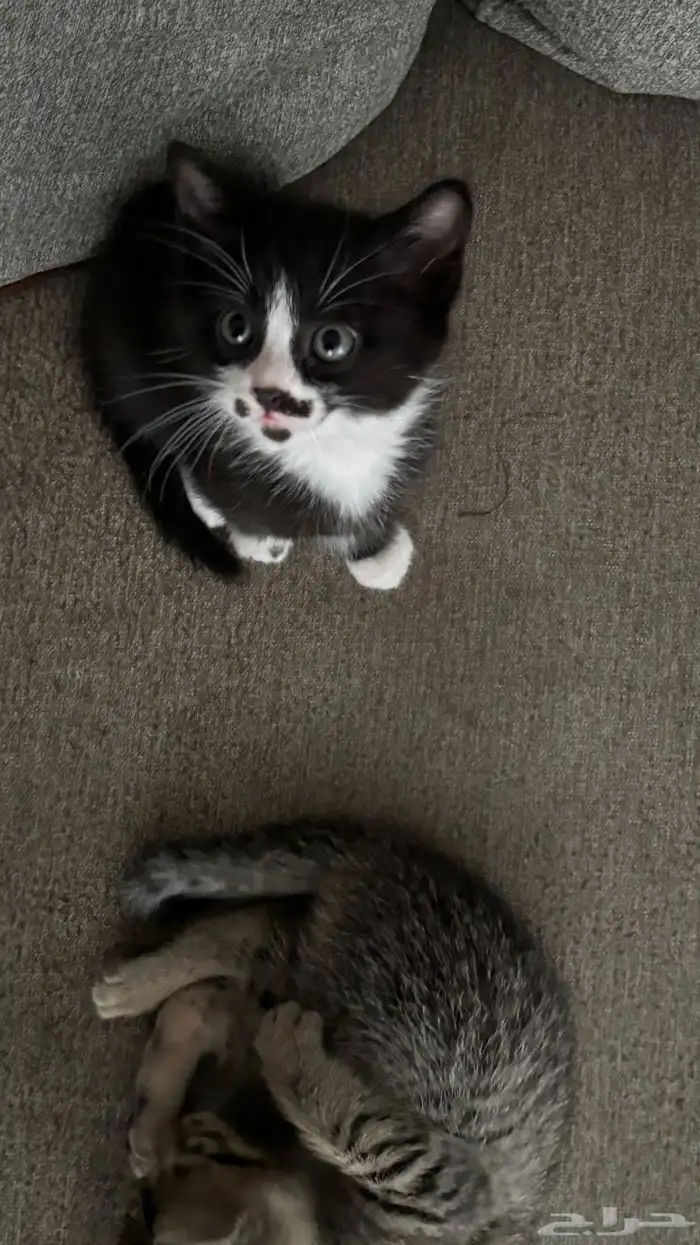 قطط صغيرة للبيع 4
