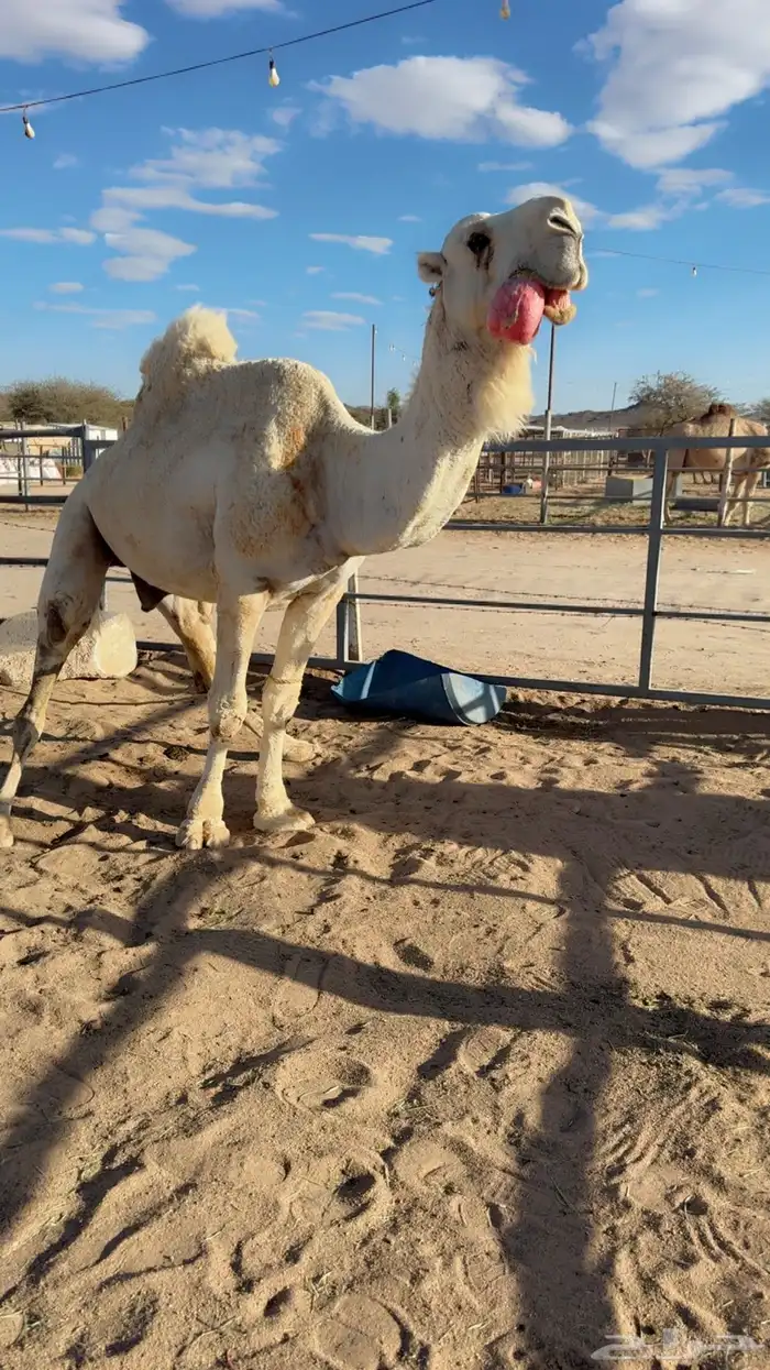 للبيع بعير اوضح 2