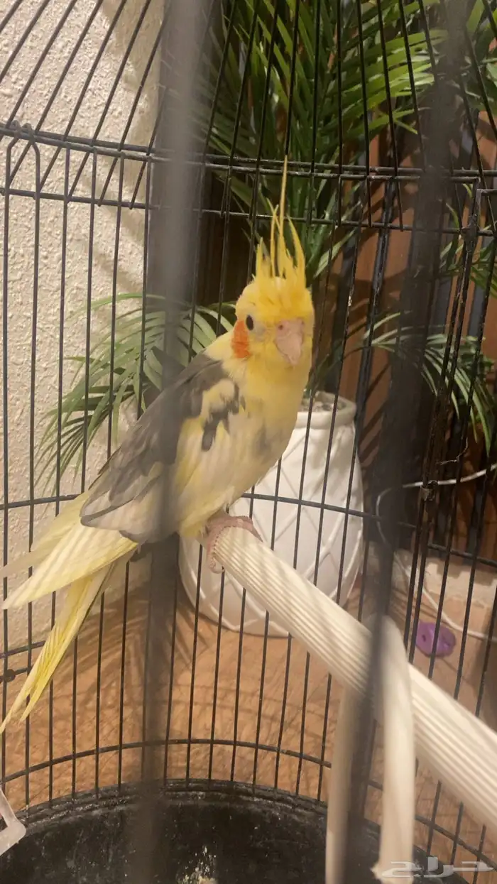 عصفور كروان 0