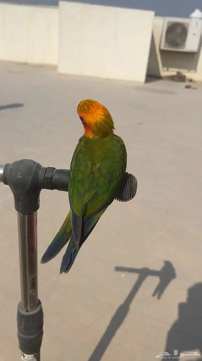 فرخ صن كنيور مجنون غر 10