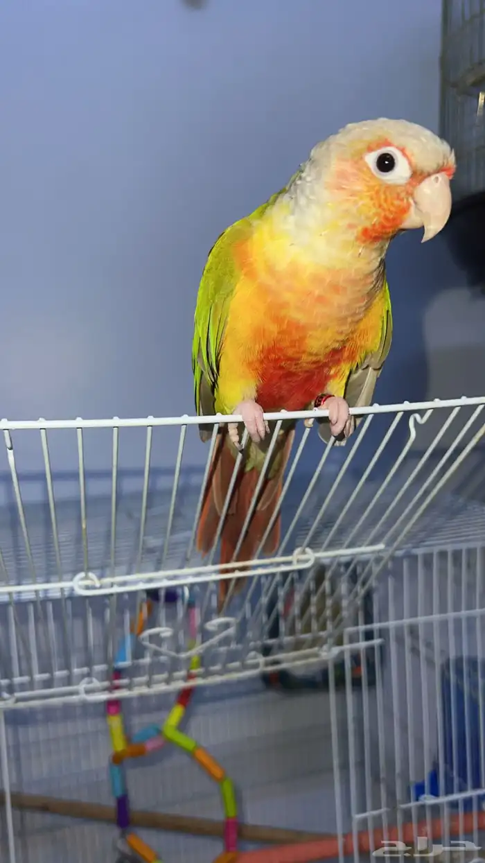 كنيور   اناناس رد فاكتور 0