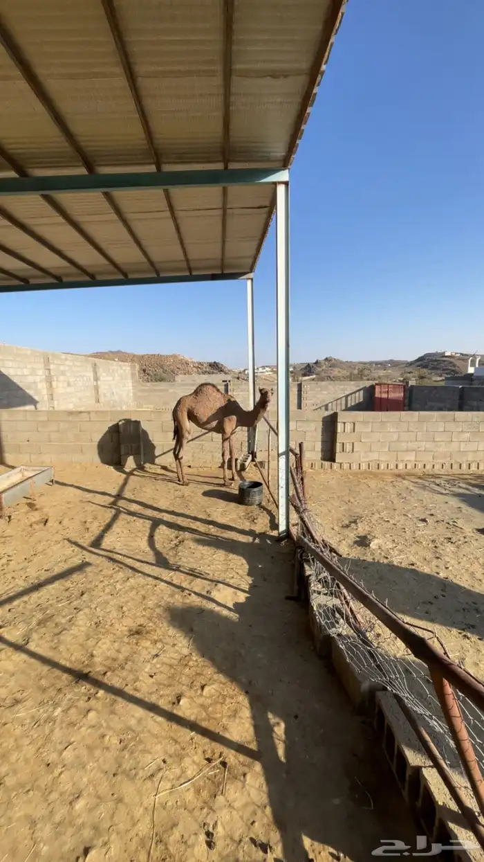 بكره للبيع 0