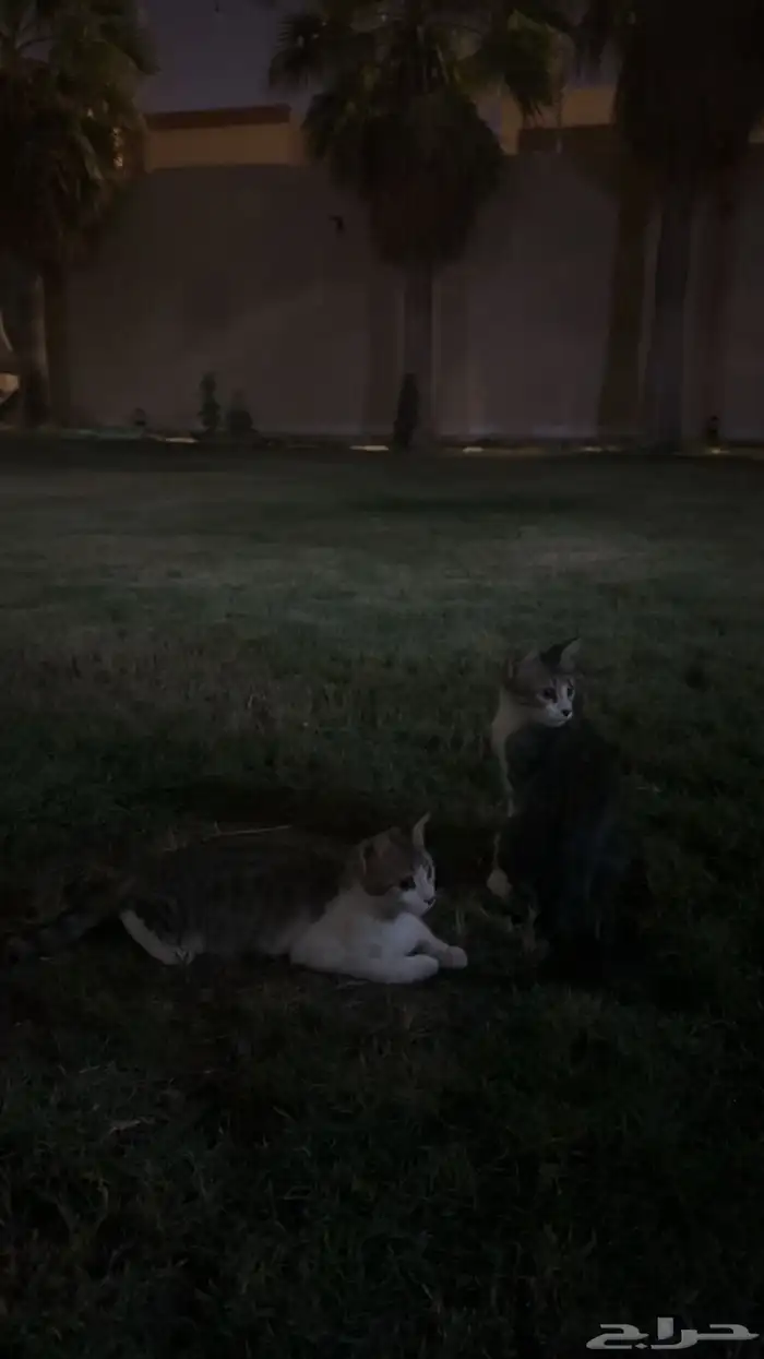 قطط للتبني 1