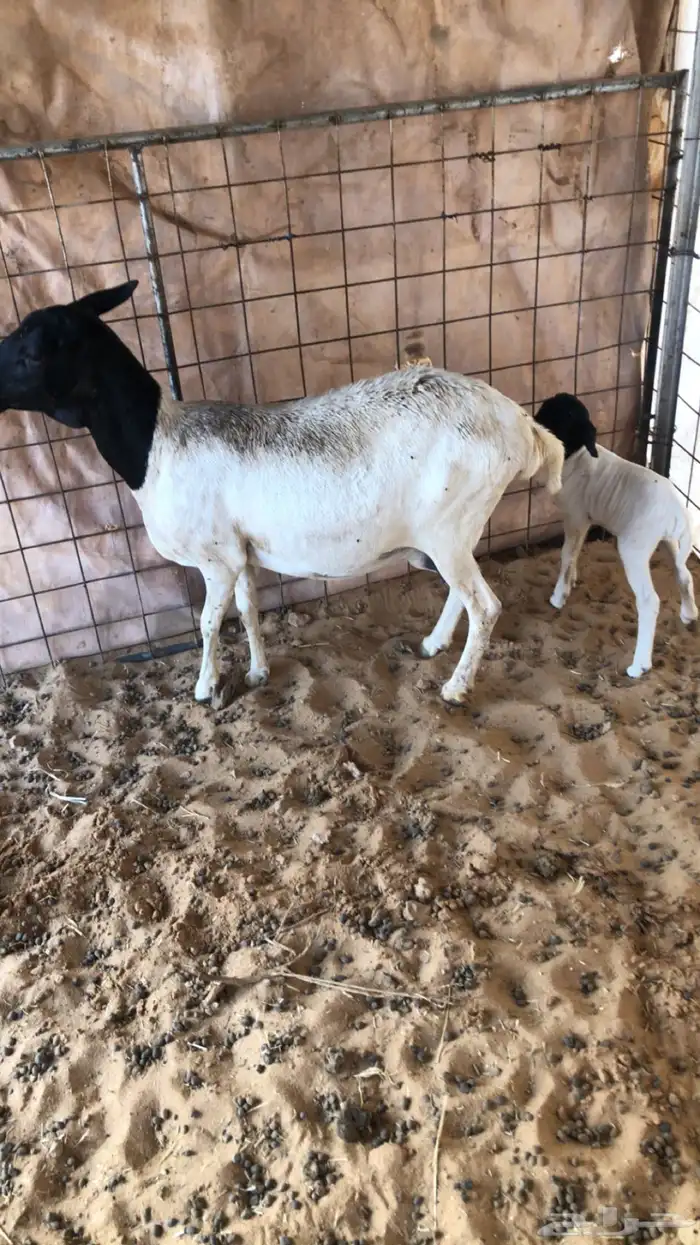 شاه بربريه والد تحتها خروف 2