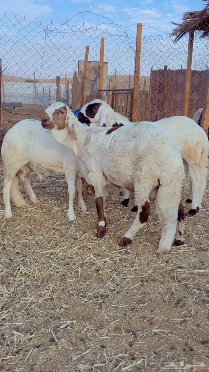 طليان سواكن - نعيم - رفيد - برابر 4