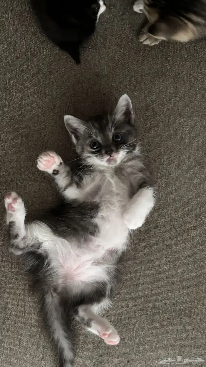 قطط صغيرة للبيع 6