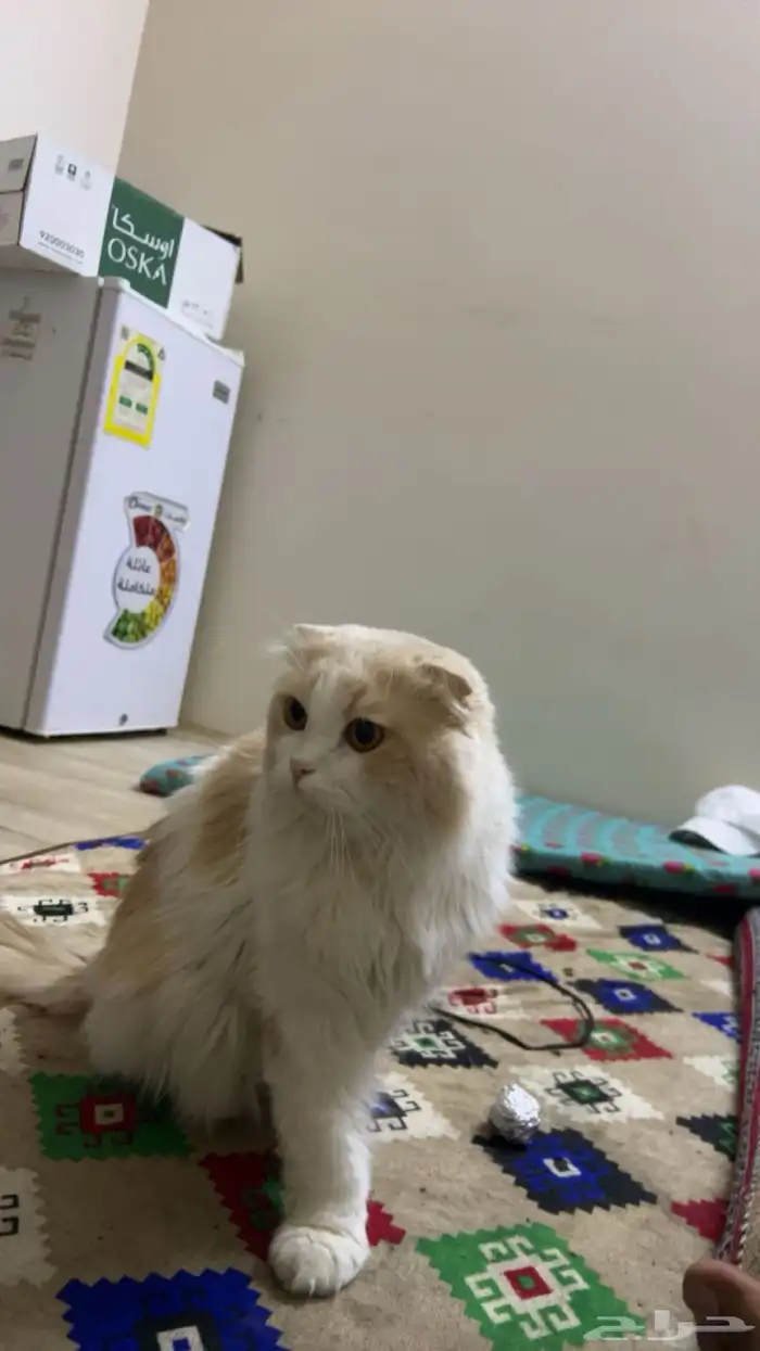 قط سكوتش فولد 0