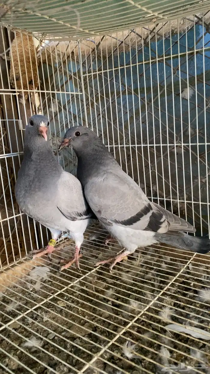 طبه زاجل 2024 1