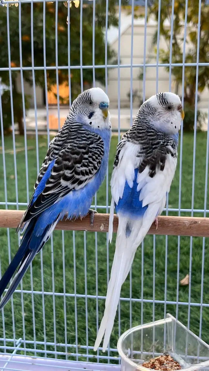 زوج بادجي منتج والان على وشك الانتاج 3