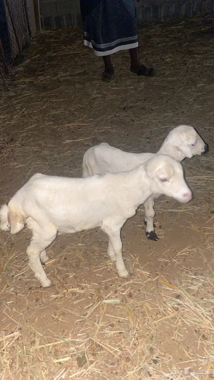 للبيع ثنتين رخيل تربيه 2