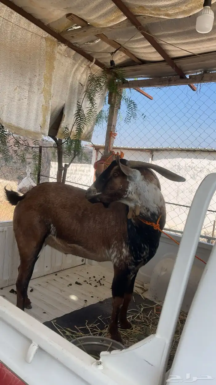 تيس اوشح فحل السن توه جامع 2