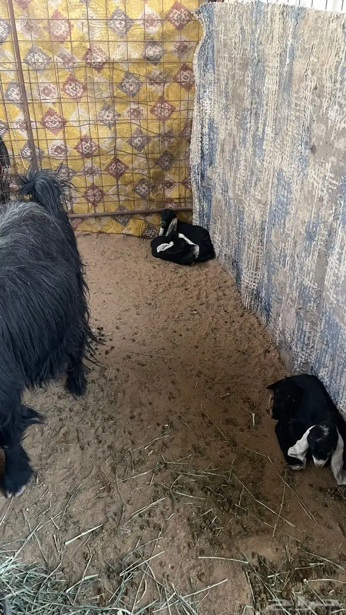 معزاء خلفات ودفيع 0