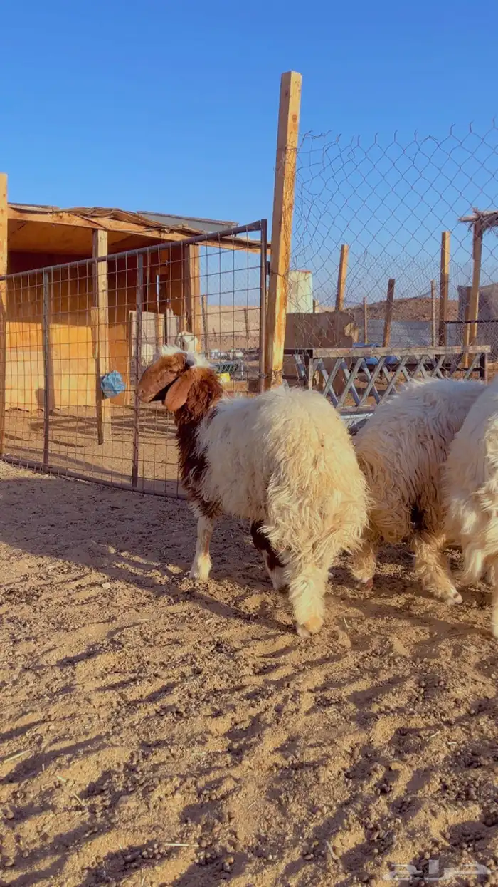 طليان سواكن - نعيم - رفيد - برابر 14