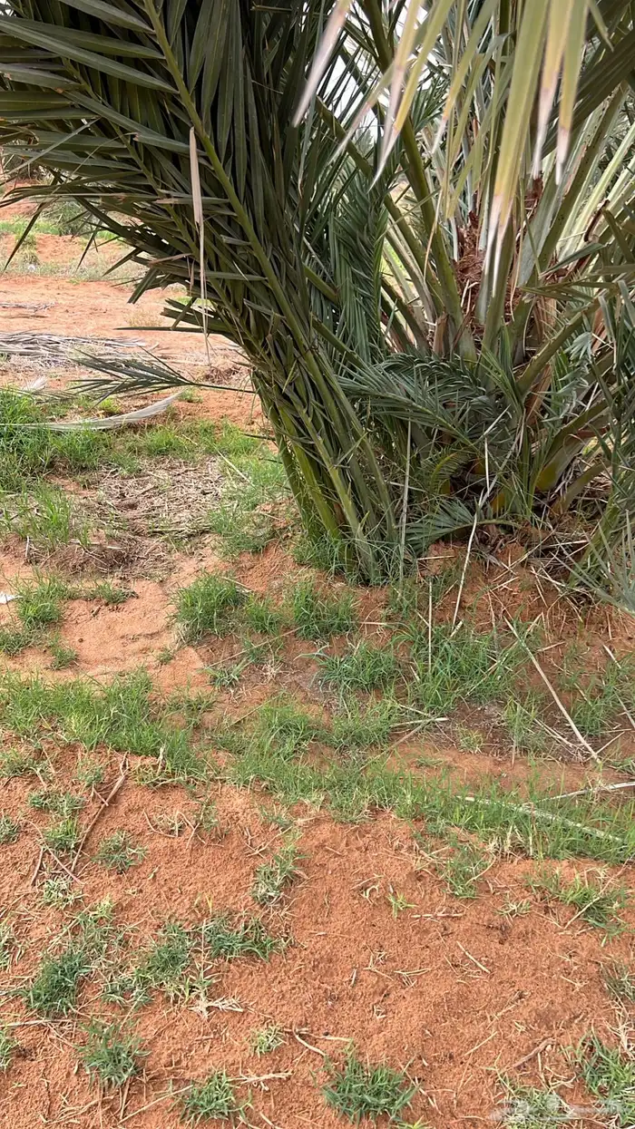 مجدول فراخ ومجذر 3