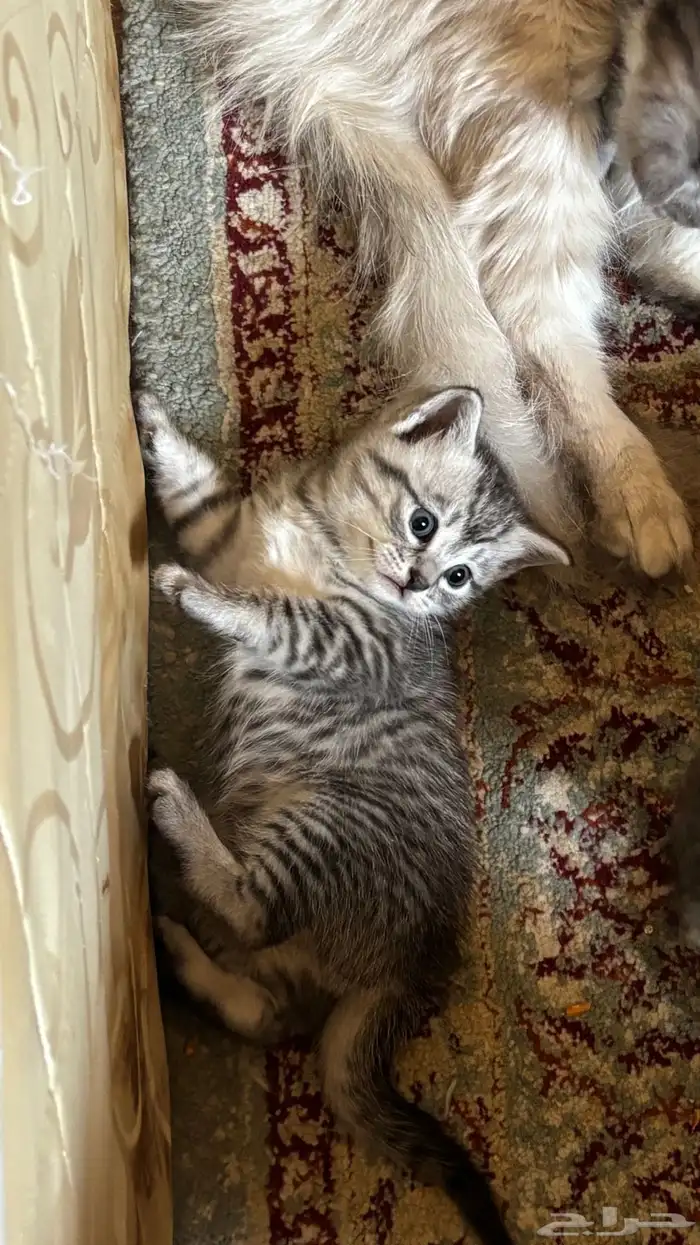 قطط صغيرة للبيع 0