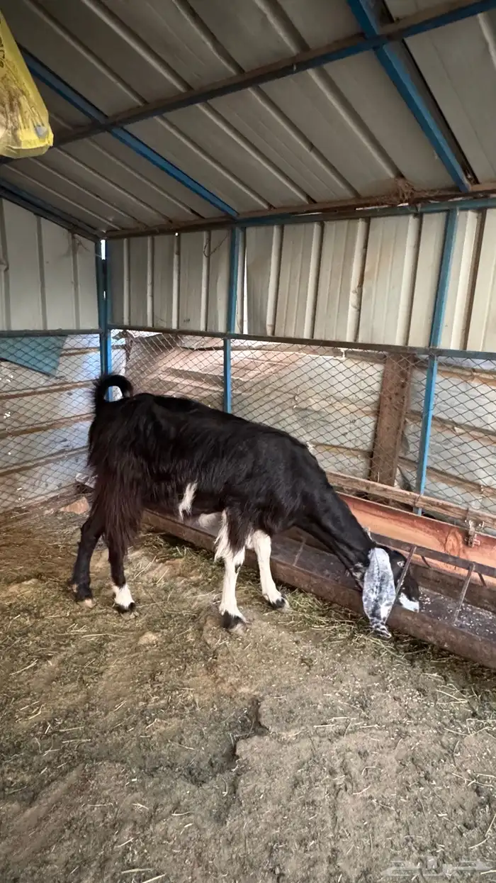 عنز سورية دافع 4