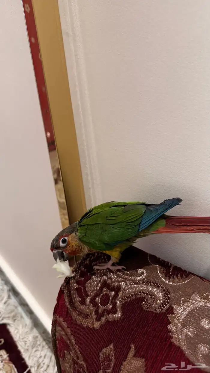 ببغاء كنيور 2