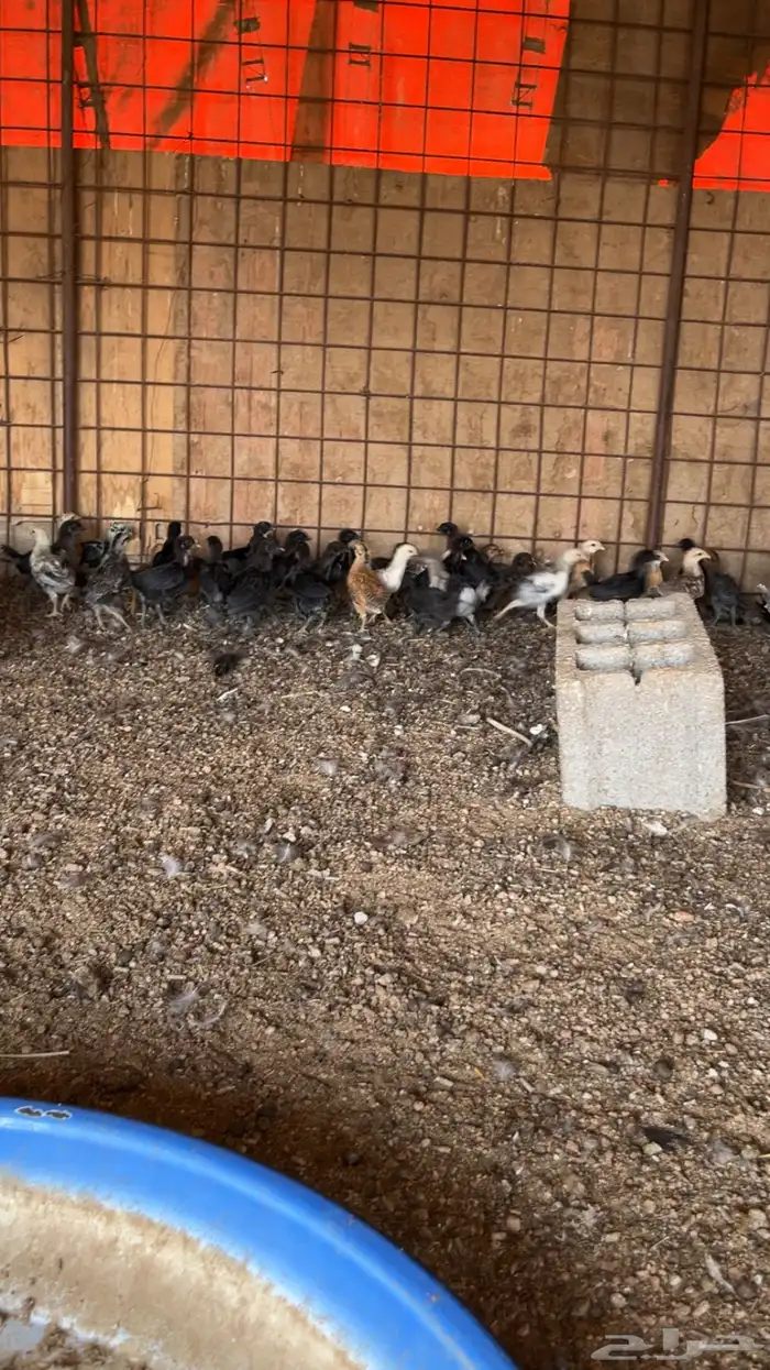 للبيع صوص دجاج 1