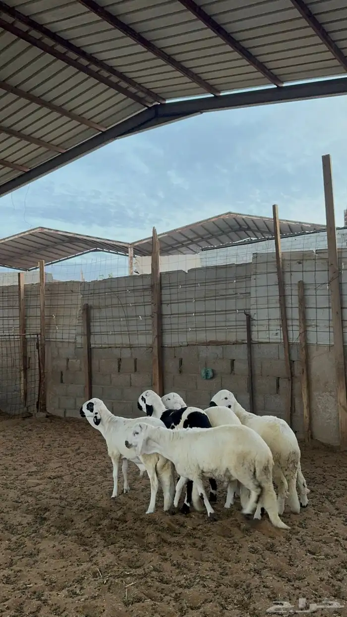 خرفان سواكن 3