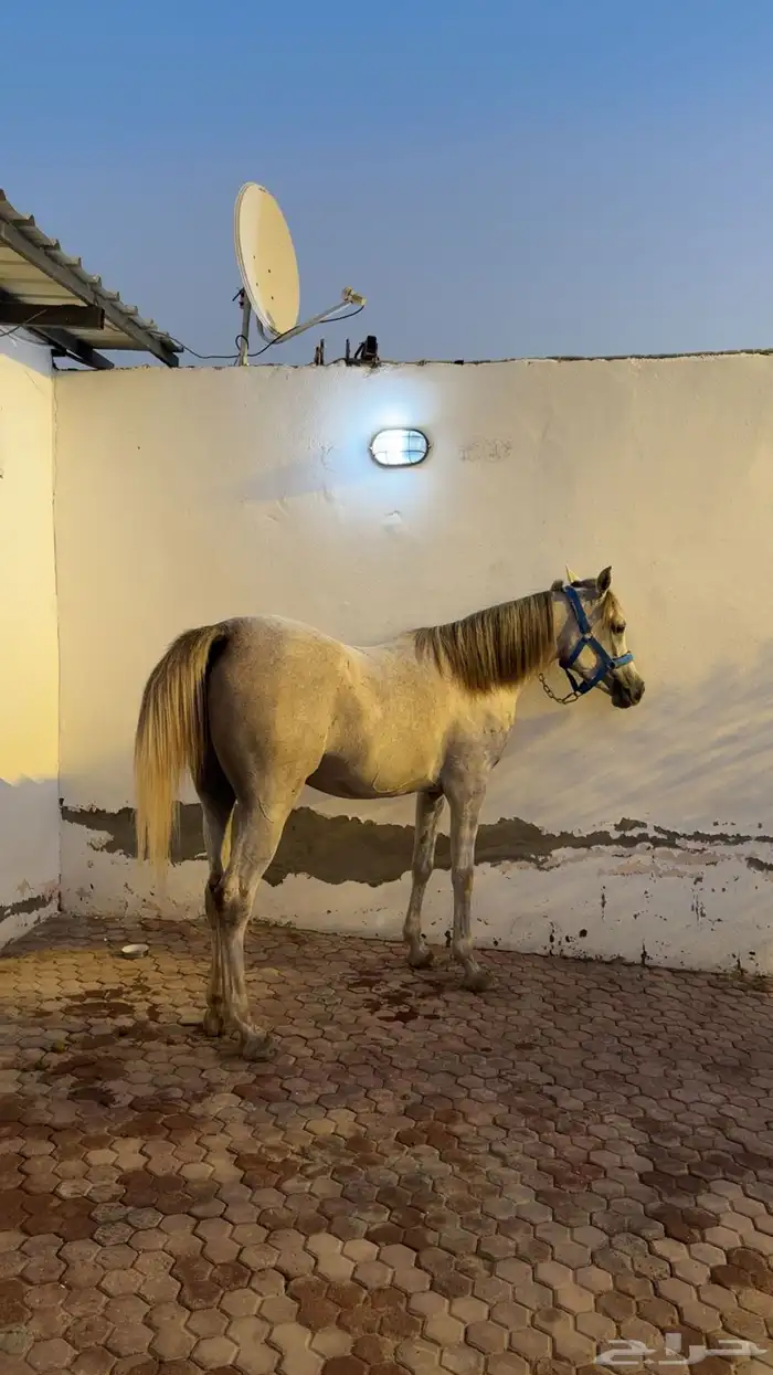 فرس واهو لقاح 5