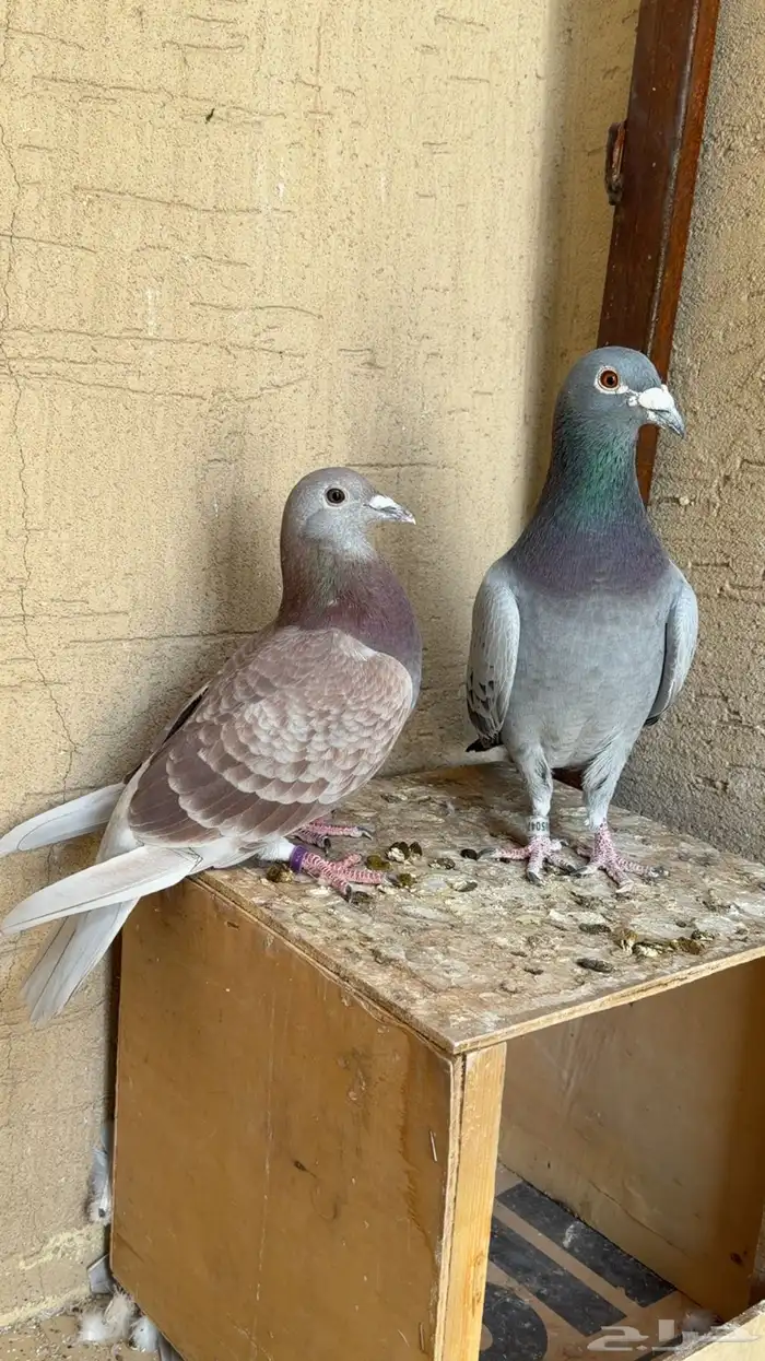 زواج حمام زاجل سباق 2