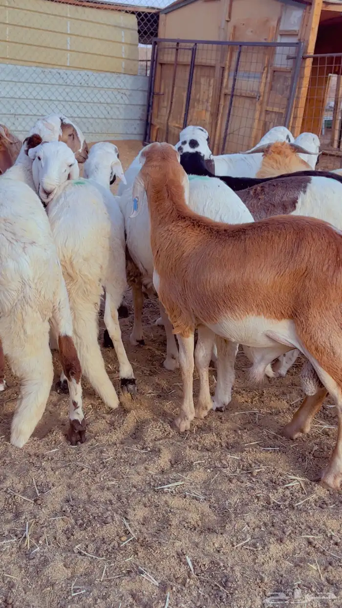 طليان سواكن - نعيم - رفيد - برابر 3