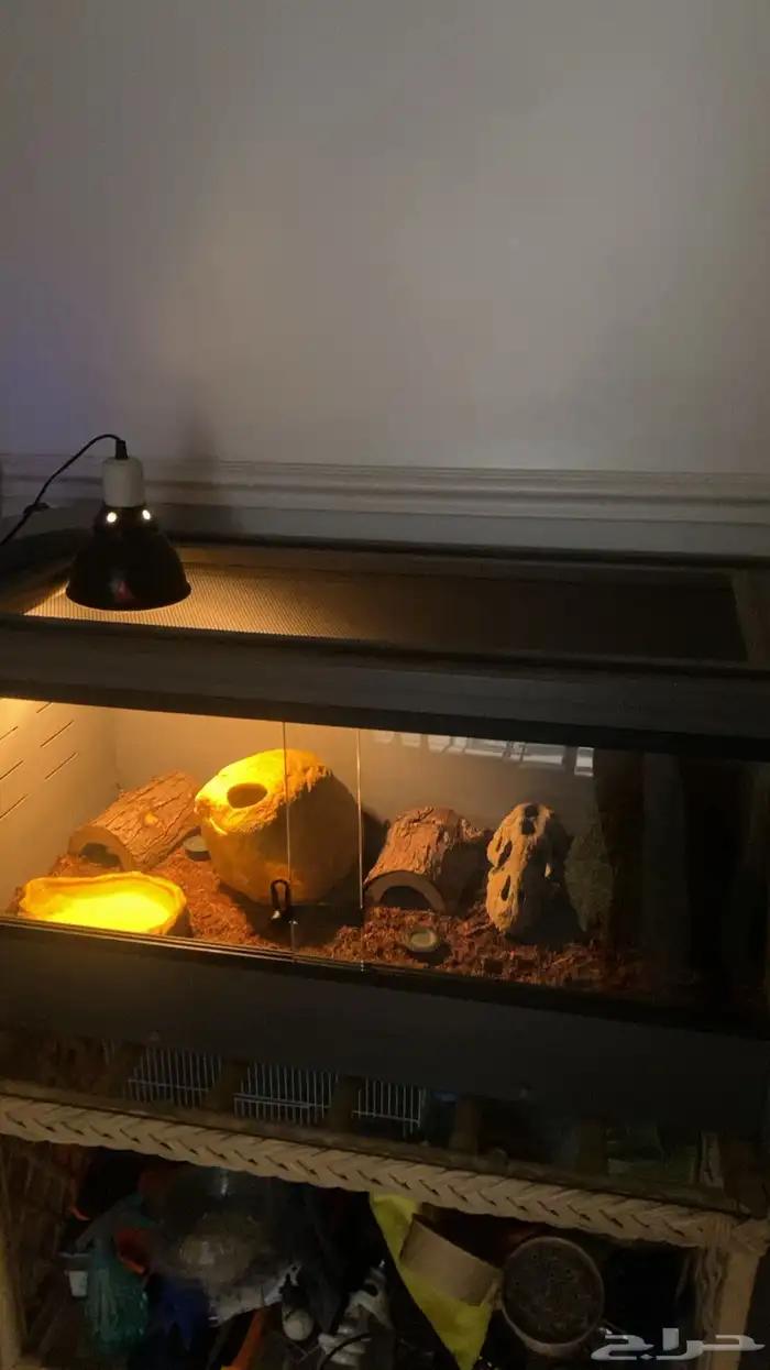 مستلزمات وفيران وجرذان 0