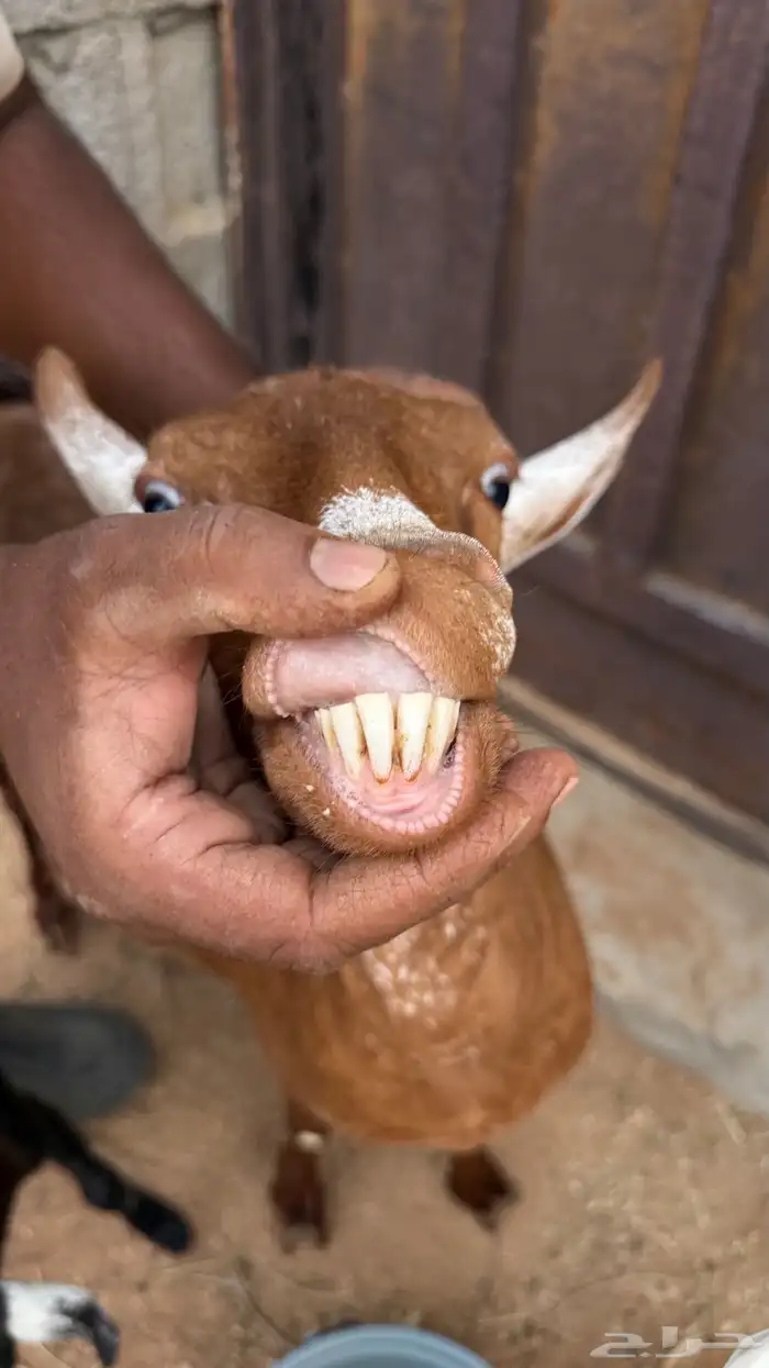 عنز للبيع 6