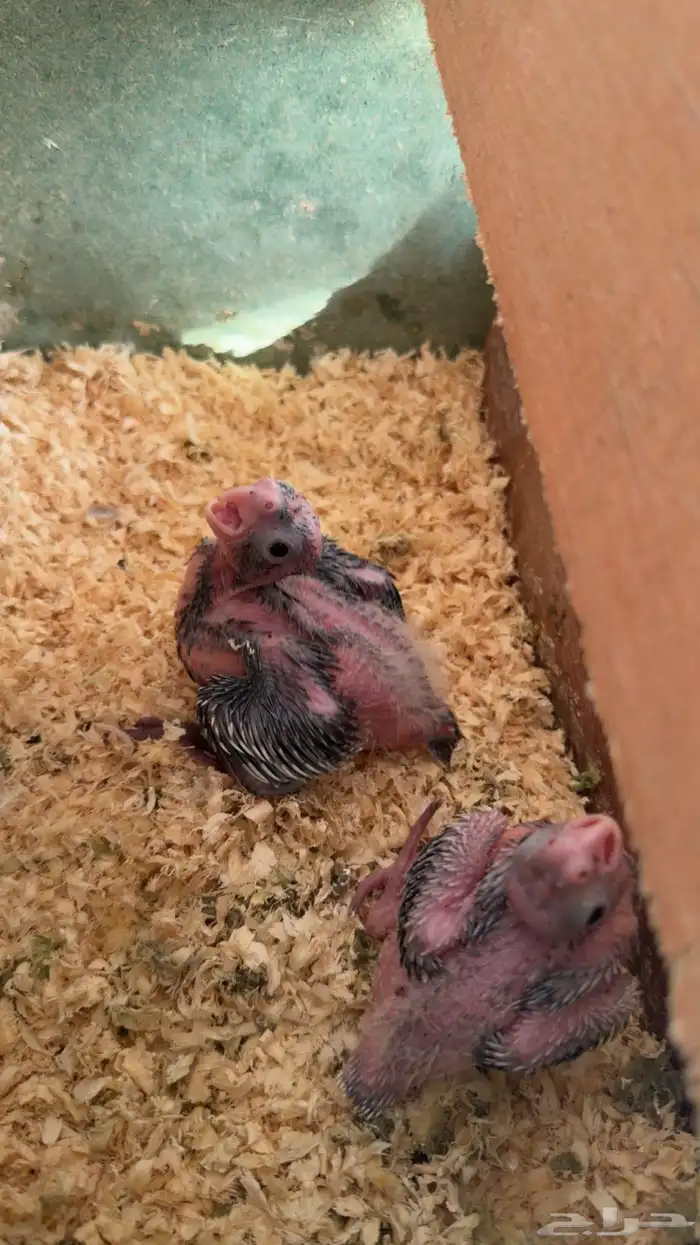 فروخ كروان 1