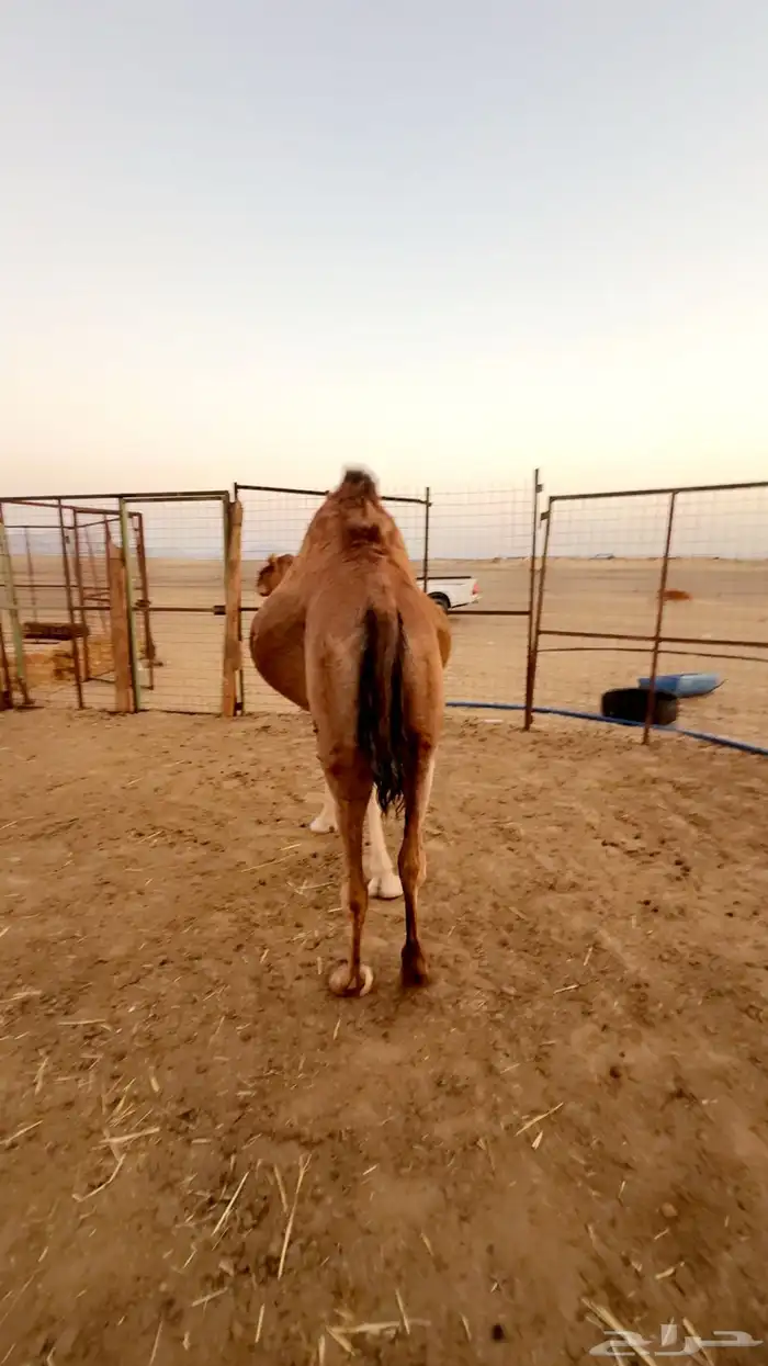 ناقه ساحليه حايل 4