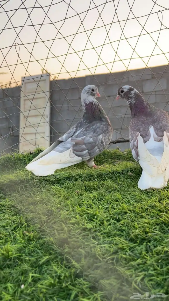 جوز قطيفي اللون مرغوب الصحه  منقار قصير جوز طقم 0