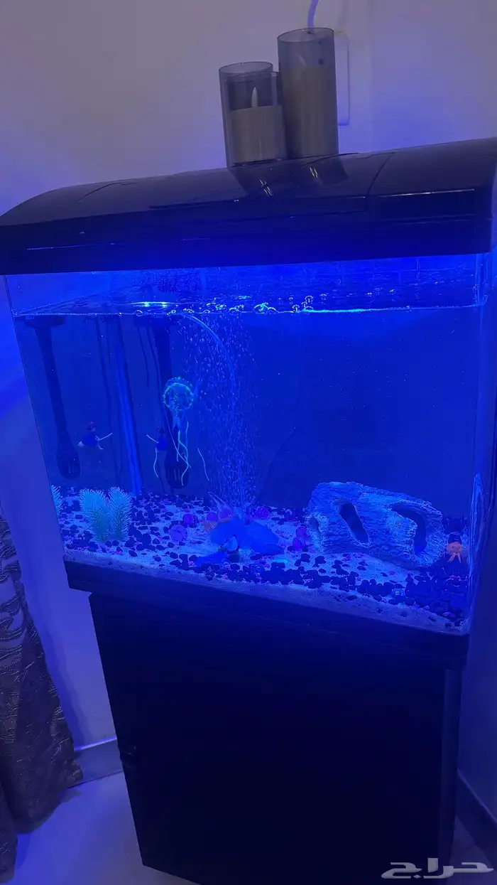 حوض سمك 1