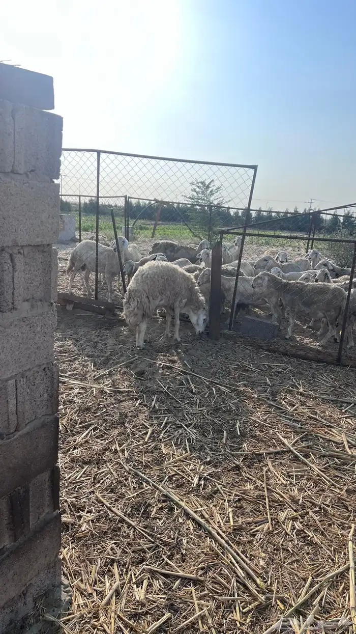 خروف حري فحل 0