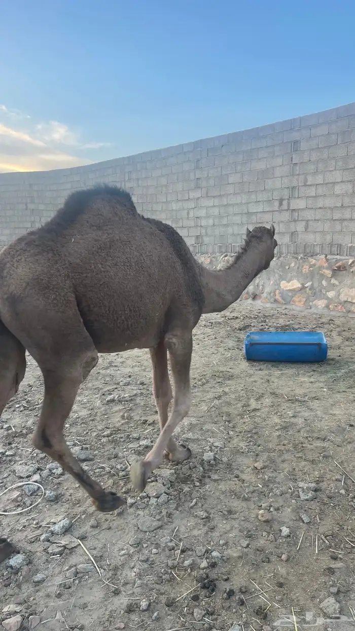 بكره كفو مشروطه 2