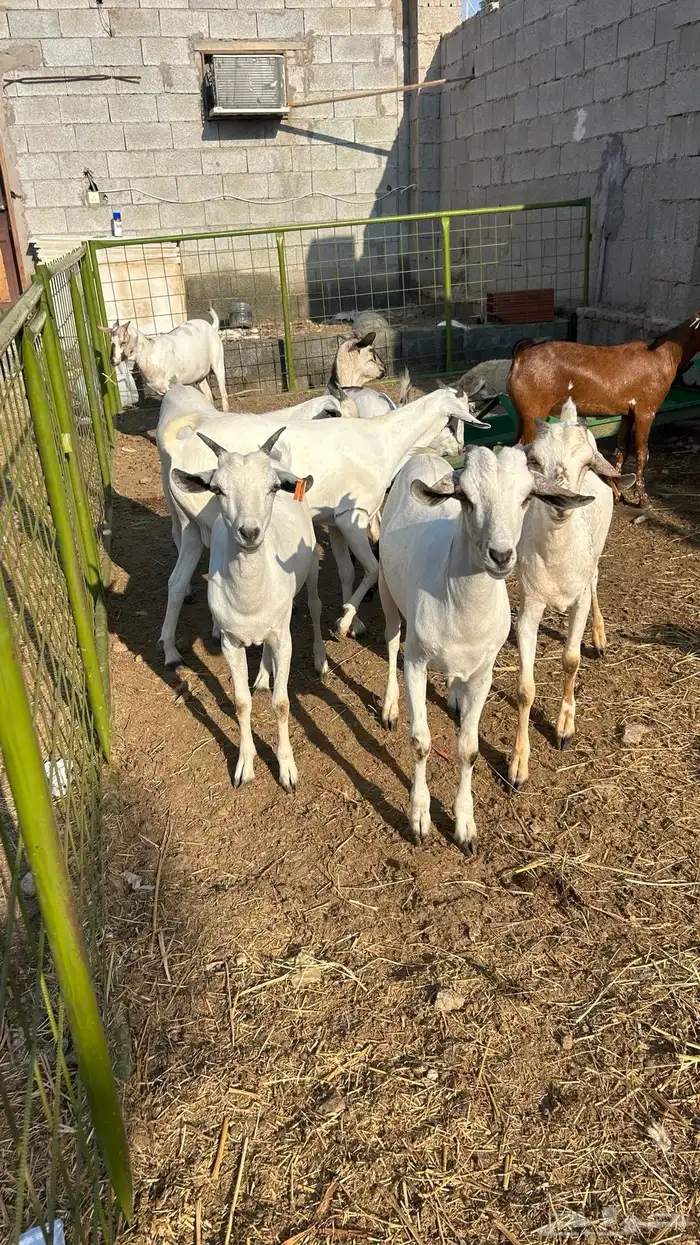 تيوس على 700 ريال 2