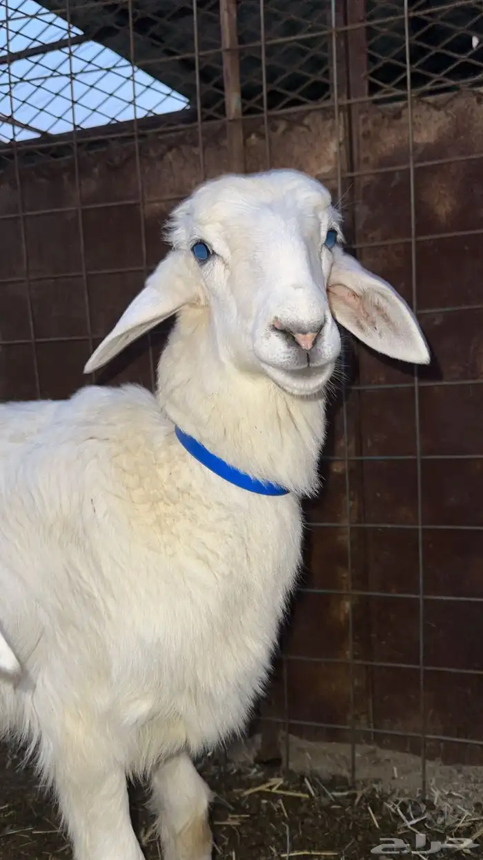 ذبايح حري وسواكني 0