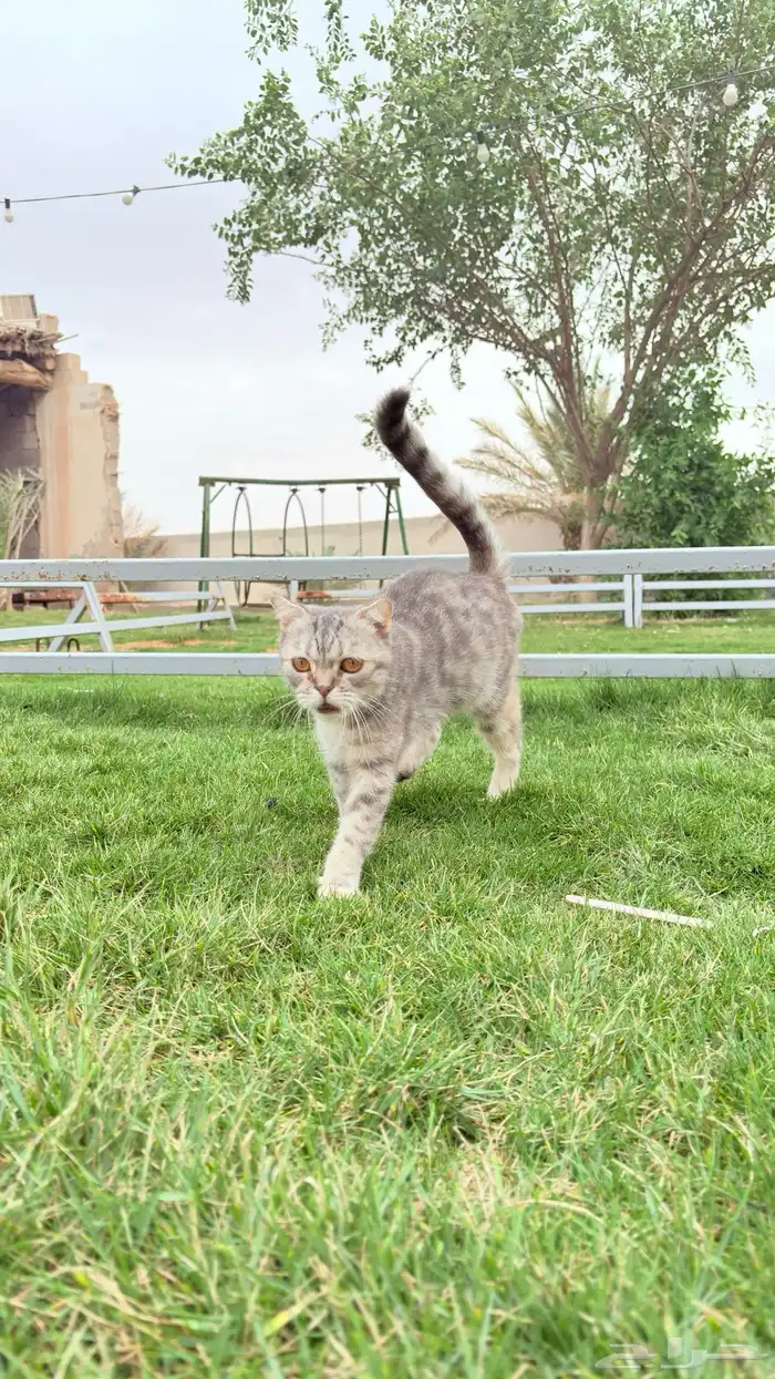 قطه سكوتش للتبني 3