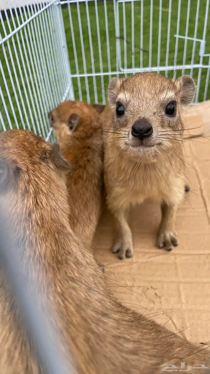 وبران برية نجدية 2