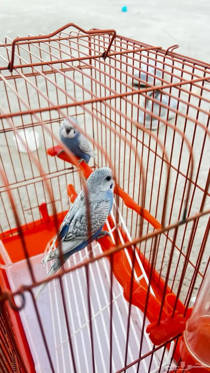 فروخ بادجي للبيع عمر شهرين 2