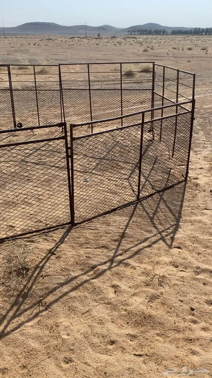 حشو غنم شبوك للبيع 4