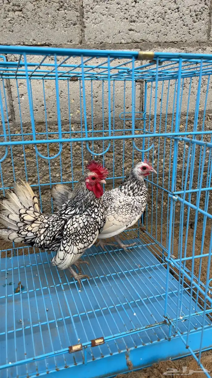 دجاج سبرايت قزم 1