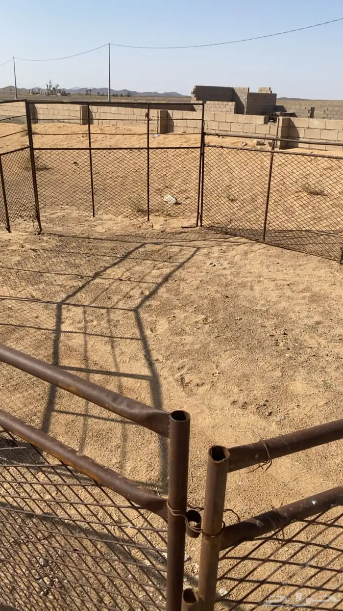 حشو غنم شبوك للبيع 9