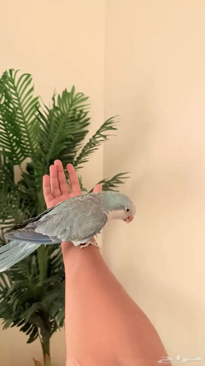 كويكر اليف متكلم 2